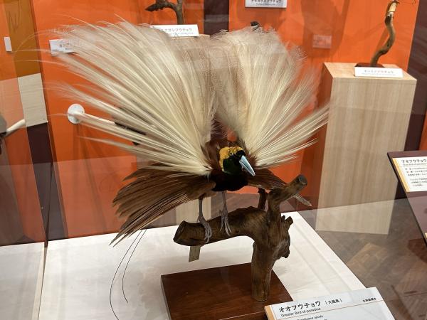 ファイル:オオフウチョウ 202603141300 1t.jpg