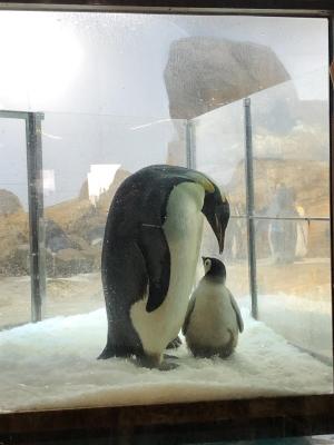 ファイル:コウテイペンギン 202011211120 2 c.jpg