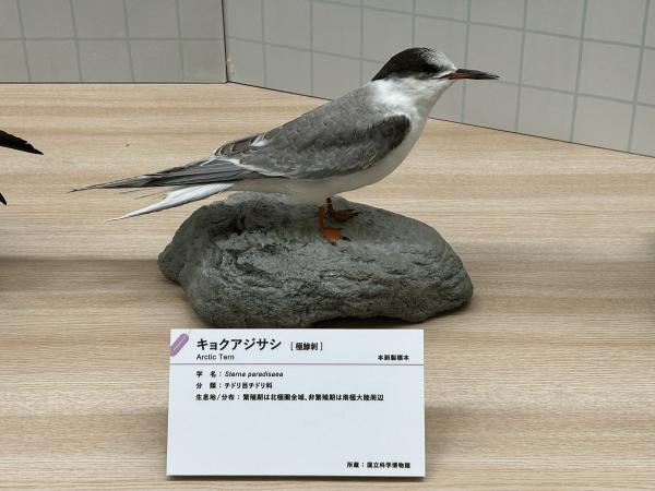 ファイル:キョクアジサシ 202603141211 2c.jpg