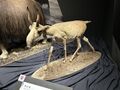 2026年3月20日 (金) 17:42時点における版のサムネイル